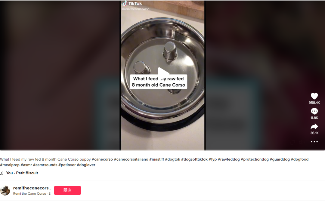 “不銹鋼慢食碗”、“風琴玩具”獲近千萬播放,TK上多款寵物用品再度爆火!