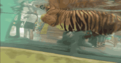 虎年開工第一天,我想給所有跨境電商人提個醒!