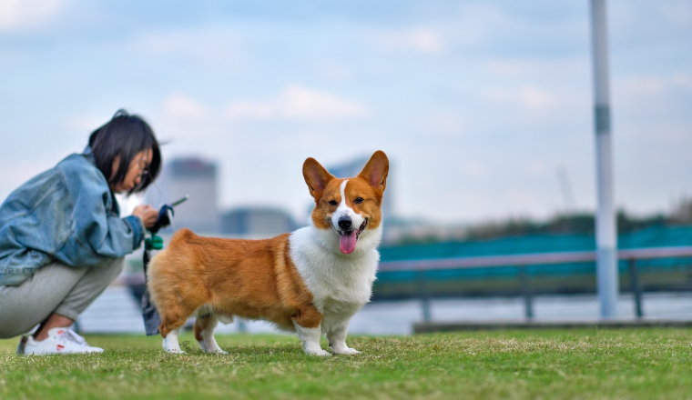 長文解讀韓國寵物市場，經濟規模有望達到50億美金
