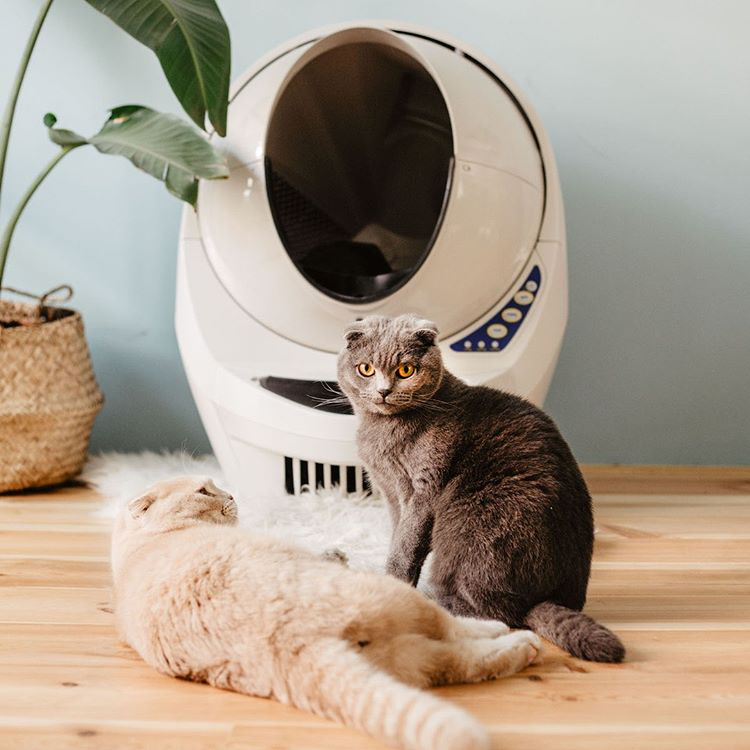 寵物進口消費火熱,天貓國際消費規模三年漲10倍