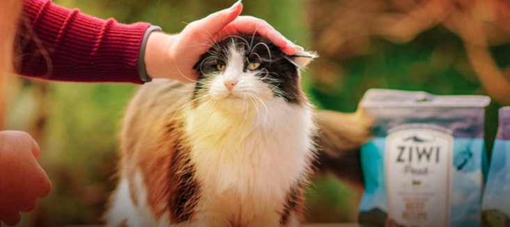 寵物進口消費火熱,天貓國際消費規模三年漲10倍